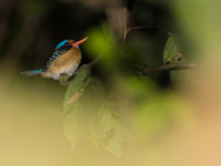 Banded kingfisher is een bizarre ijsvogel die vaak doodstil in de bossen zit, op zoek naar zijn prooi. © Billy Herman