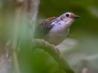 Un striped wren-babbler nous montre son visage blanc surprenant.© Billy Herman