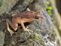 Cela ressemble à un croisement entre un crapaud et une grenouille, avec de longues pattes pour parcourir le sol de la forêt. © Billy Herman