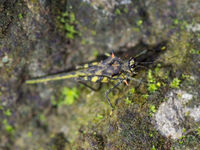 Sprinkhanen hebben zich hier moeten wapenen tegen al die koudbloedige predatoren. © Billy Herman