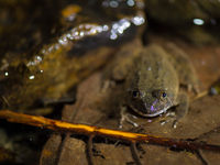 Le sol forestier semi-submergé constitue un excellent refuge pour tous les amphibiens de l'île. © Billy Herman