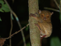 C'est toujours un plaisir de rencontrer le Western tarsier. © Rudi Delvaux