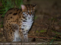 Un Sunda leopard cat, un magnifique félin des forêts tropicales. © Rudi Delvaux