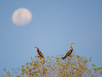 Deux oriental darters se tiennent sur la rive de la rivière Kinabatangan.© Rudi Delvaux