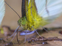 Gros plan sur un papillon en quête de minéraux. © Rudi Delvaux