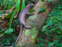 Les Sunda pangolins sont fortement menacés par le trafic international d'animaux. © Rudi Delvaux