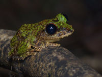 Y a-t-il quelque chose de plus mignon que cette frilled tree frog ? © Rudi Delvaux