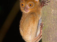 Un western tarsier avec ses yeux gigantesques. © Rudi Delvaux