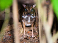 Un lesser mouse deer durant l'unes de nos nocturnes. © Rudi Delvaux