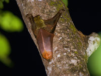 Le colugo est l'une des créatures bizarres de Bornéo et rappelle un peu un écureuil volant. © Rudi Delvaux