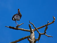 La storm's stork, un véritable incontournable de ce voyage. © Rudi Delvaux