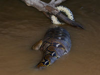 Ce reticulated python digère une proie énorme. © Rudi Delvaux