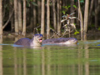 Les smooth otters sont presque identiques à nos loutres européennes, mais représentent la branche asiatique du genre. © Rudi Delvaux