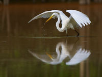 Une grande aigrette qui a manqué sa proie. © Rudi Delvaux