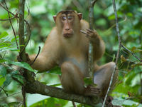 Ce sundaland pigtail macaque nous a repéré. © Rudi Delvaux