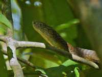 Le king cobra est l'une des nombreuses espèces de serpents trouvées à Bornéo. © Rudi Delvaux