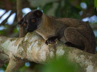 Une small-toothed palm civet. © Rudi Delvaux