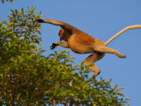 Un singe proboscis mâle en pleine action. © Rudi Delvaux