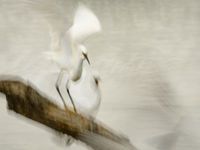 Kleine zilverreigers, abstract. © Hans Debruyne