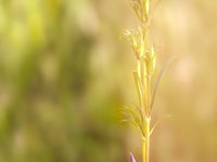 De Brenne is de thuishaven van verschillende unieke planten. © Hans Debruyne