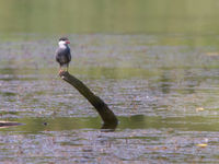 Witwangsterns zijn moerassterns met een zuidelijke verspreiding, en hebben in de Brenne een grote broedkolonie. © Henk Schuijt