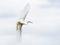 Een kleine zilverreiger komt aangevlogen. © Sandy Spaenhoven