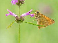 Macrofotografie komt uiteraard aan bod tijdens deze reis, meer dan voldoende gelegenheden. © Sandy Spaenhoven