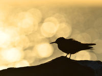 Noddies are the most classic tropical terns and occur spread out over the ocean.  © Yves Adams