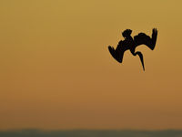 Brown pelicans are a usual appearance on the Pacific coast and often show up to feast on the fish. © Yves Adams