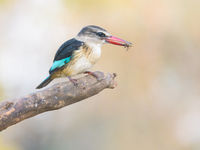 Een brown-hooded kingfisher met prooi. © Jeffrey Van Daele