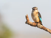 Oog in oog met een brown-hooded kingfisher. © Jeffrey Van Daele