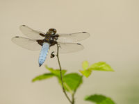 Een platbuik, een soort die we bij ons ook aantreffen. © Billy Herman