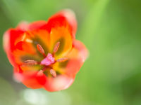 De Balkanflora spreekt zeker en vast aan. © Billy Herman