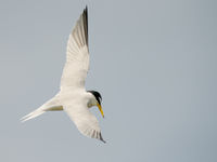 Dwergsterns broeden hier langs de kust en trekken in de winter naar het zuiden. Het zijn ongelooflijk elegante en vrouwelijke verschijningen. © Billy Herman