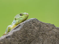 Een oostelijke smaragdhagedis houdt de groep in de smiezen. © Billy Herman