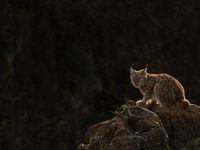 Een lynx kijkt uit over het wildpark. © Jeffrey Van Daele