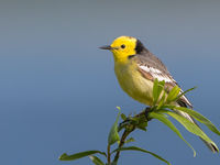 Un splendide mâle de bergeronnette citrine chante depuis son perchoir. © Voyages STARLING