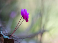 Wilde Cyclamen, een prachtig bosbloempje... © Billy Herman