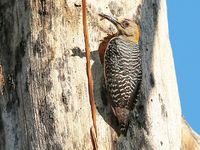 Hoffman's woodpecker is een typische endeem die voorkomt op de Pacifische kusten in het land. © Danny Roobaert