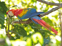 Un Scarlet Macaw dans son environnement typique © Danny Roobaert