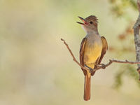 Brown-crested flycatchers zijn moeilijk te herkennen en vragen studie van onder andere de staart en roep. © Danny Roobaert