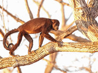 Un singe hurleur (Mantled Howler Monkey) en fin de journée © Danny Roobaert