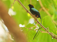 Manakins staan bekend om hun kunsten, maar de long-tailed manakin spant daarbij de kroon. © Danny Roobaert