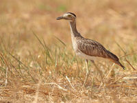 De double-striped thick-knee verwachten we dan weer vooral in de drogere stukken van het land. © Danny Roobaert