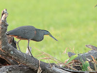 Roerloos sluipt deze bare-throated tiger-heron richting prooi. © Danny Roobaert