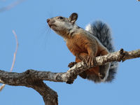 Variegated squirrels prefereren de hoger gelegen, drogere naaldbossen. © Danny Roobaert