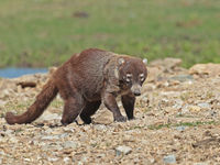 De lokale wasbeertjes, ook wel coati's genoemd, zijn veel voorkomend in de omgeving van mensen. © Danny Roobaert