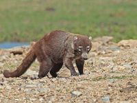 Les coatis n'ont généralement aucun soucis avec la présence humaine dans les parages © Danny Roobaert