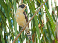Laughing falcons vinden we meestal aan de bosrand en zijn snelle jagers van het struikgewas. © Danny Roobaert