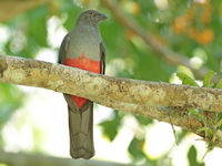 Een vrouwtje baird's trogon houdt de wacht bij het nest. © Danny Roobaert